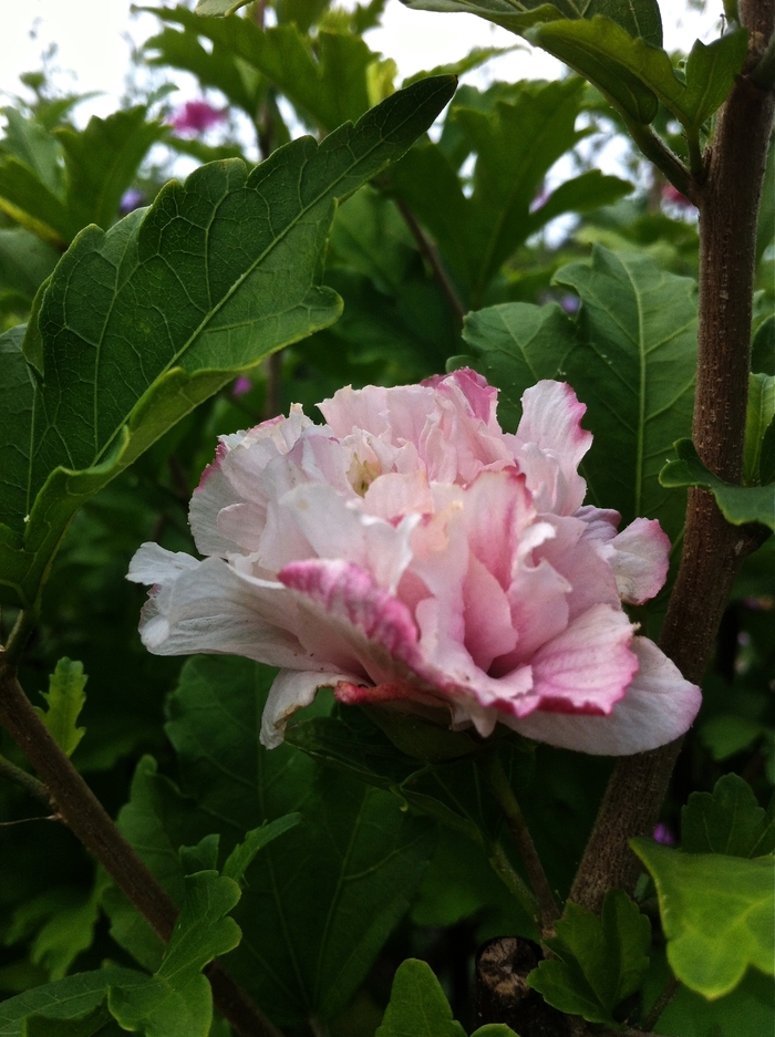 'Blushing Bride' Rose of Sharon - Hibiscus syriacus from R&D Wholesale Nursery
