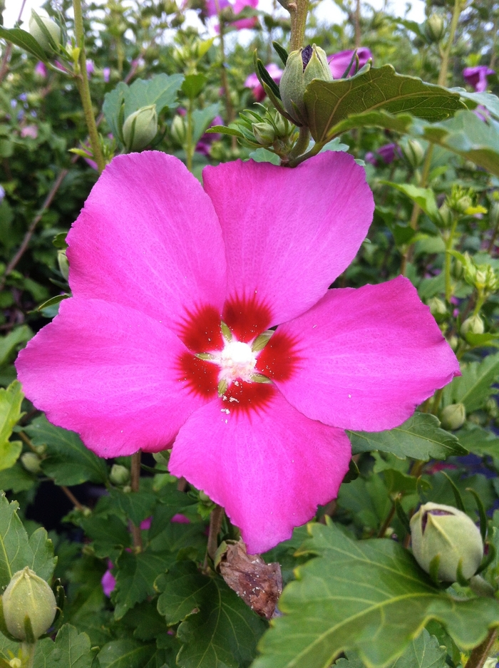 Aphrodite Rose of Sharon - Hibiscus syriacus from R&D Wholesale Nursery