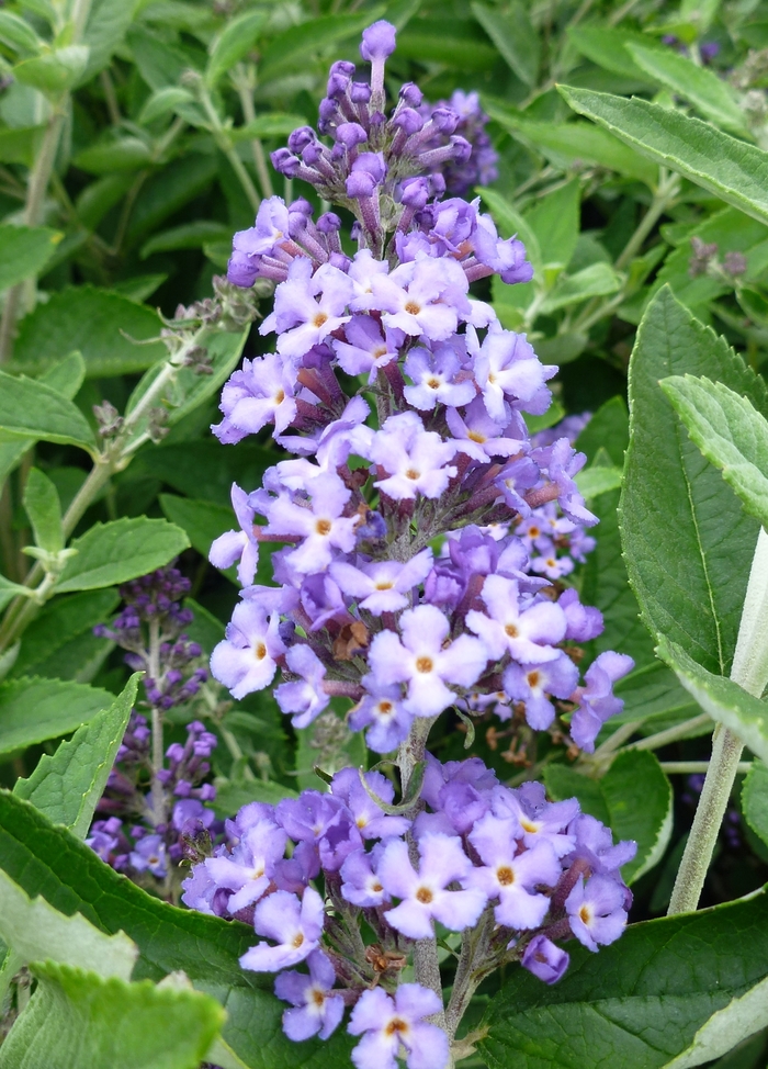 Flutterby Petite® 'Blue Heaven' - Buddleia (Butterfly Bush) from R&D Wholesale Nursery