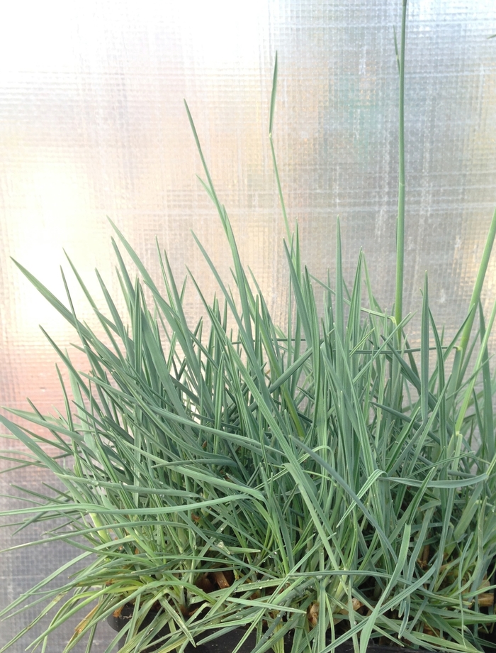 Blue Sprite Blue Hair Grass - Koeleria glauca from R&D Wholesale Nursery