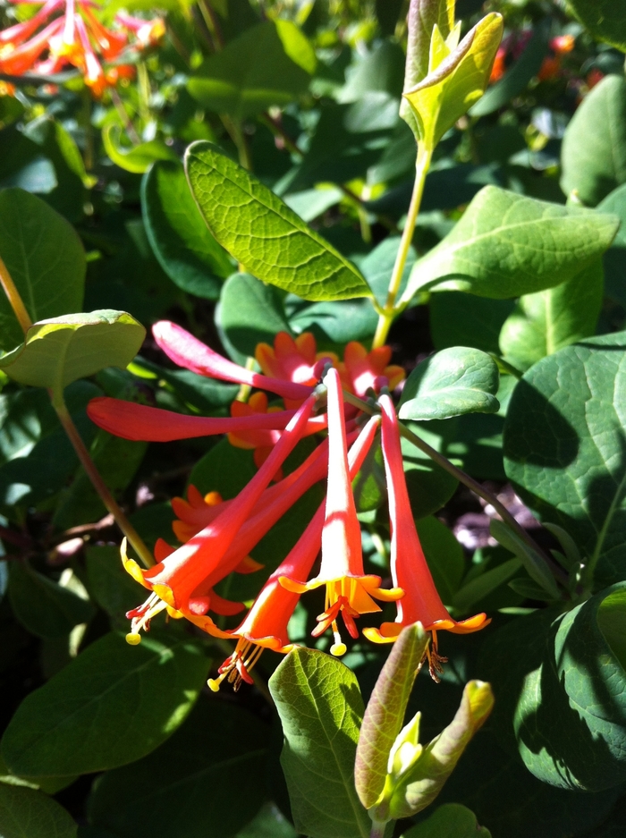 Dropmore Scarlet Trumpet Honeysuckle - Lonicera x brownii from R&D Wholesale Nursery