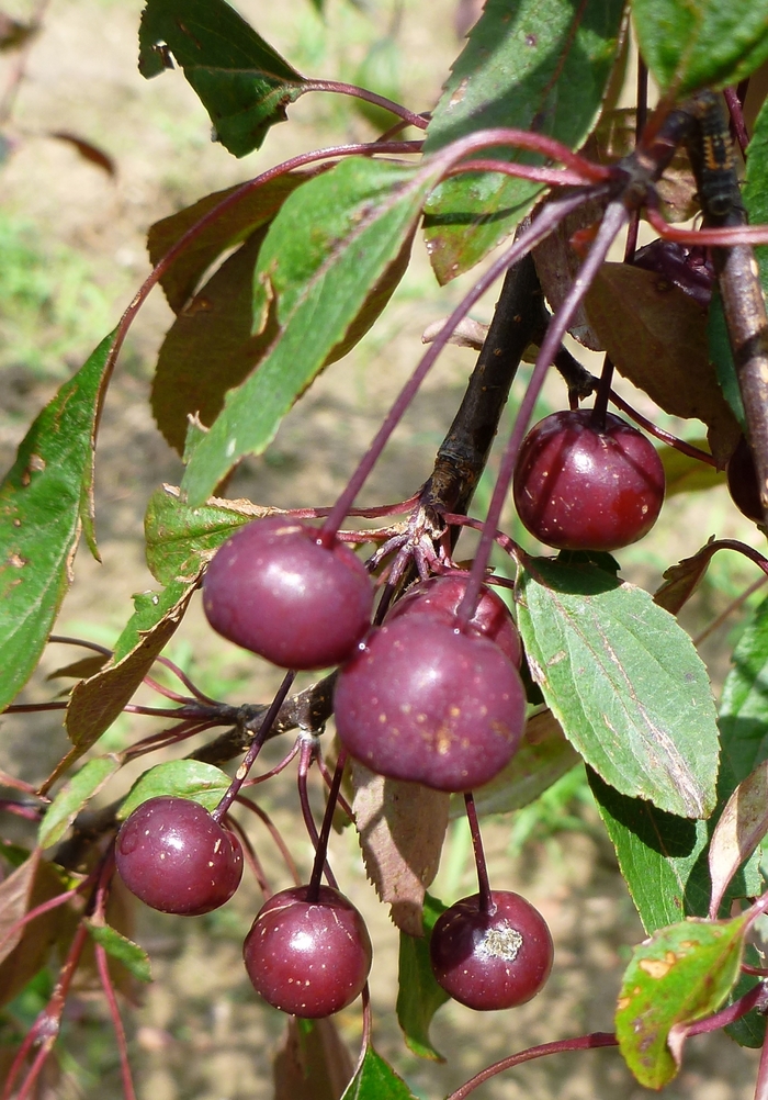 Royal Beauty Crabapple - Malus 'Royal Beauty' from R&D Wholesale Nursery