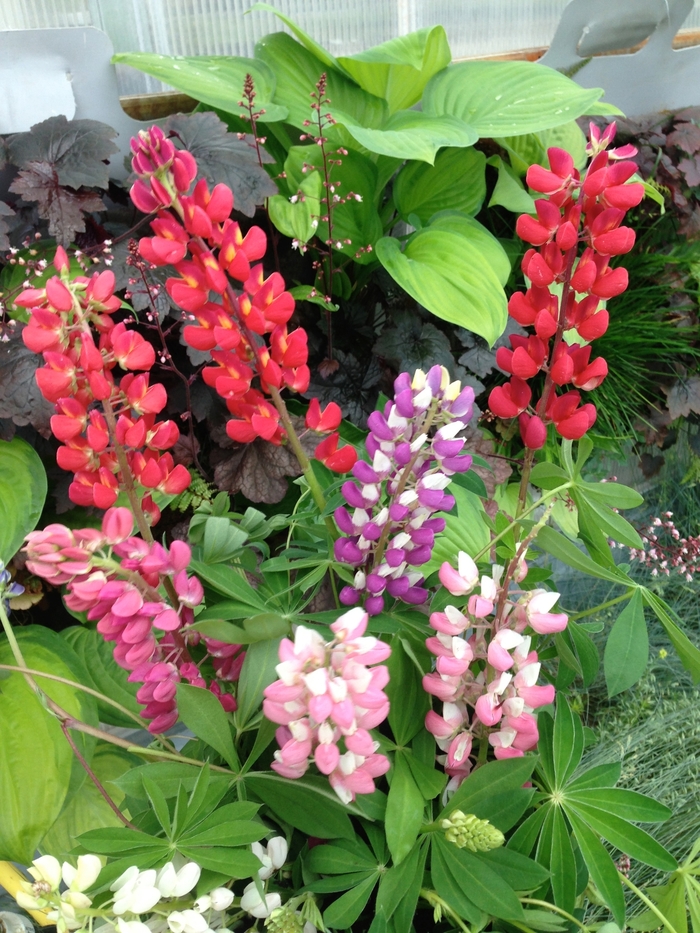 Assorted Lupine - Lupinus polyphyllus from R&D Wholesale Nursery