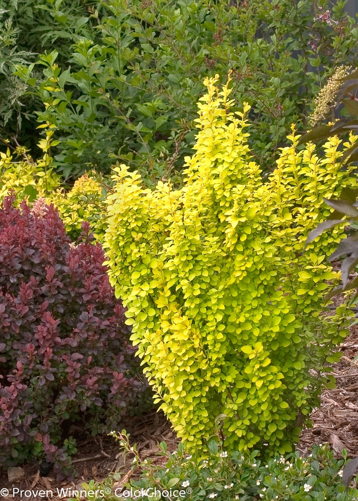 Sunjoy Gold Pillar&reg; - Berberis thunbergii from R&D Wholesale Nursery