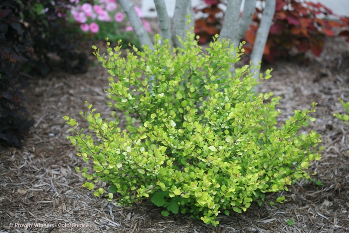 Cesky Gold® Dwarf Birch - Betula x plettkei 'Golden Treasure' PPAF CBR5637 (Dwarf Birch) from R&D Wholesale Nursery
