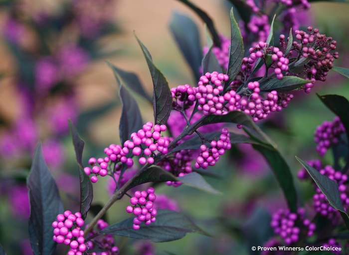 'Pearl Glam&reg;' Beautyberry - Callicarpa from R&D Wholesale Nursery