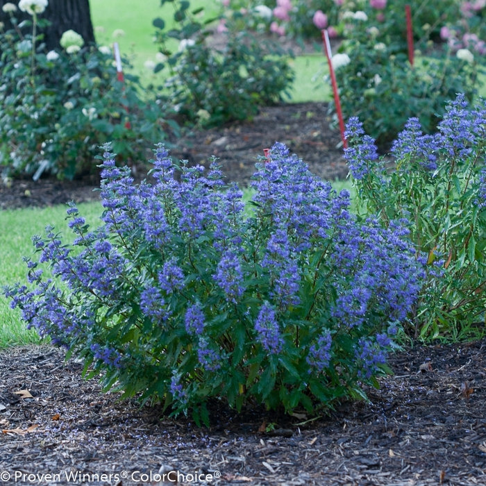 'Beyond Midnight&reg;' Bluebeard - Caryopteris x clandonensis from R&D Wholesale Nursery