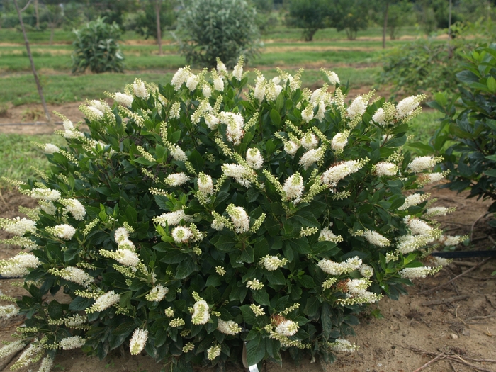 'Sugartina&reg;' Summersweet - Clethra alnifolia from R&D Wholesale Nursery