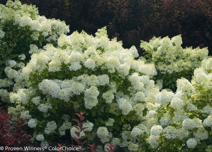 Bobo® - Hydrangea paniculata from R&D Wholesale Nursery