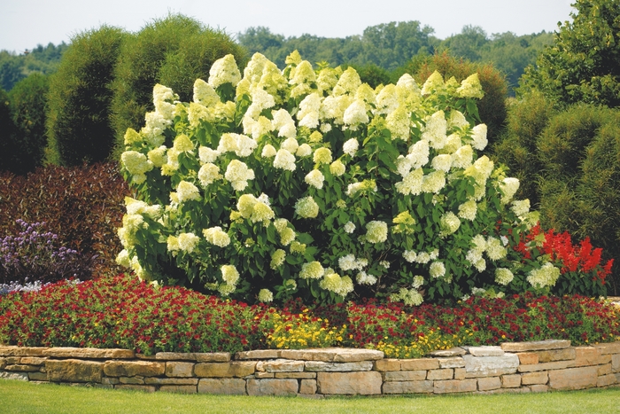 'Limelight' - Hydrangea paniculata (Panicle Hydrangea) from R&D Wholesale Nursery