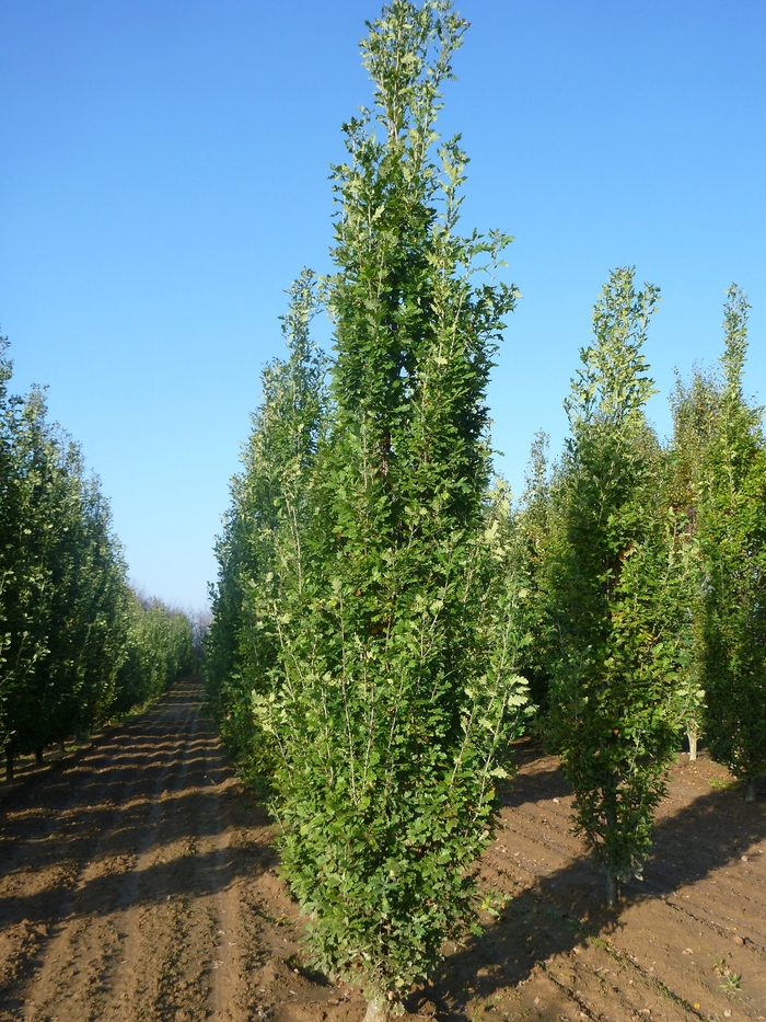Pyramidal English Oak - Quercus robur 'Fastigiata' from R&D Wholesale Nursery