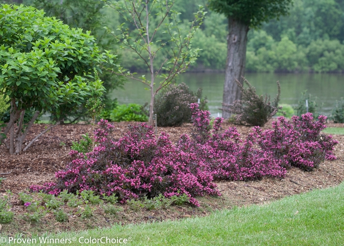 Weigela - Weigela florida 'Spilled Wine' from R&D Wholesale Nursery