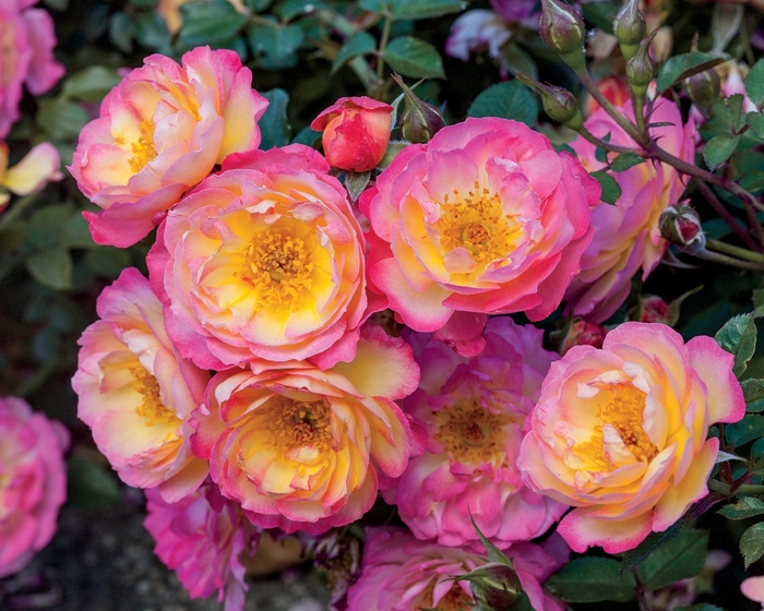 Rainbow Happy Trails Rose - Rosa from R&D Wholesale Nursery