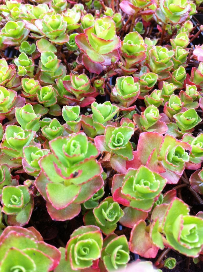 Dragon's Blood Sedum - Sedum spurium 'Dragon's Blood' from R&D Wholesale Nursery