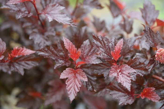 Ginger Wine&reg; - Physocarpus opulifolius from R&D Wholesale Nursery