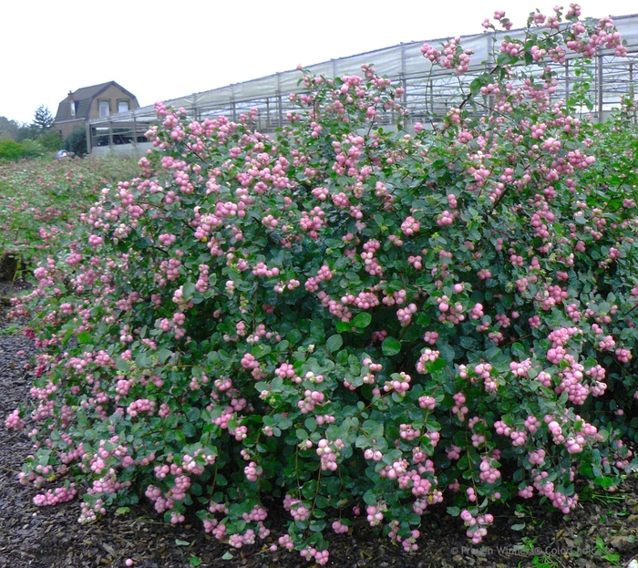 'Proud Berry&reg;' Coral Berry - Symphoricarpos from R&D Wholesale Nursery