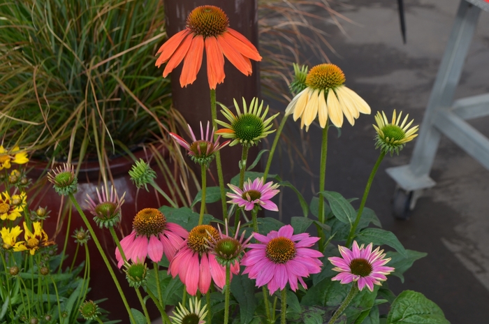 Echinacea - Coneflower - Multiple Varieties from R&D Wholesale Nursery