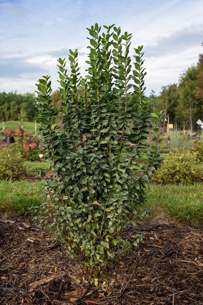 Straight Talk&reg; Privet - Ligustrum vulgare from R&D Wholesale Nursery