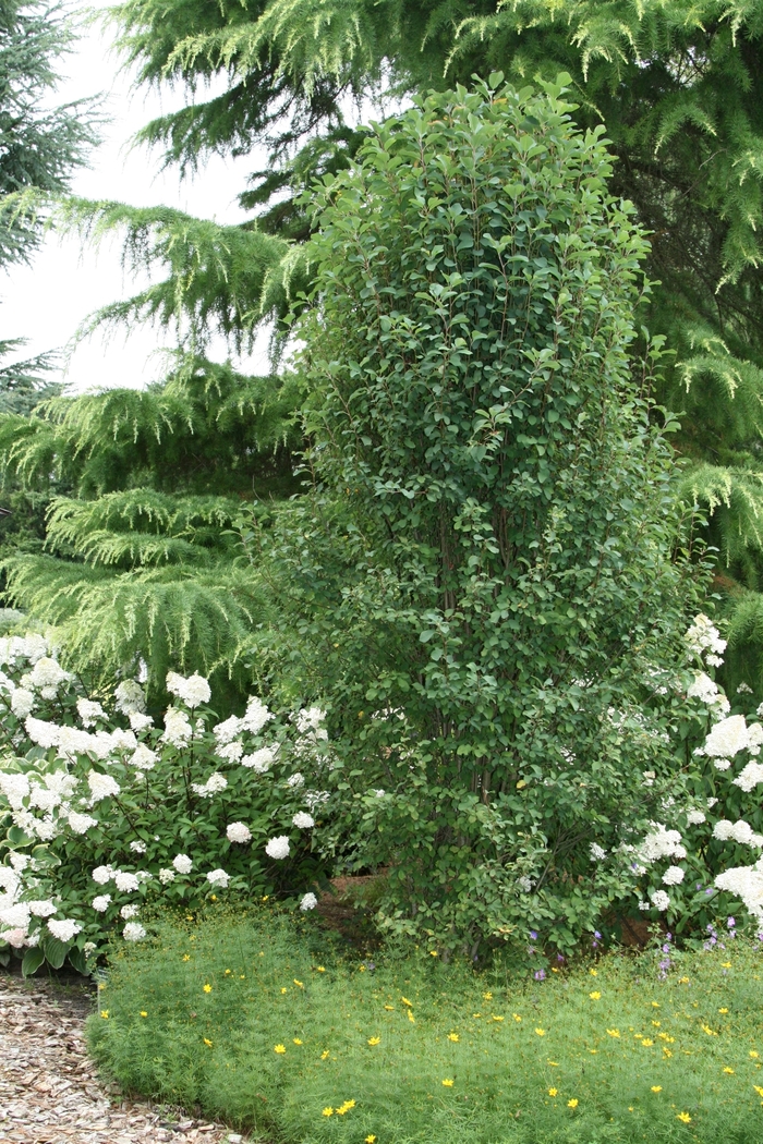 'Standing Ovation&trade;' Serviceberry - Amelanchier alnifolia from R&D Wholesale Nursery