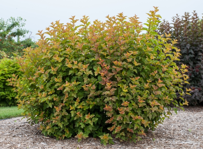 Amber Jubilee™ Ninebark - Physocarpus opulifolius 'Jefam' from R&D Wholesale Nursery