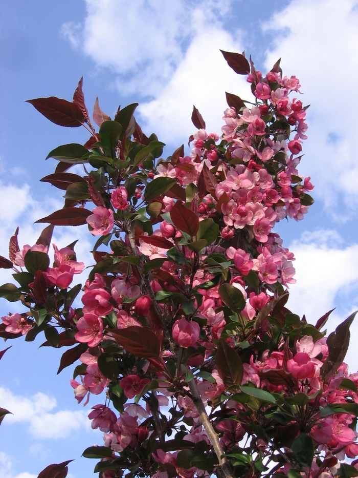 Gladiator™ Crabapple - Malus x adstringens from R&D Wholesale Nursery