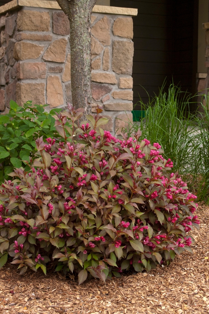 Shining Sensation&trade; - Weigela florida from R&D Wholesale Nursery
