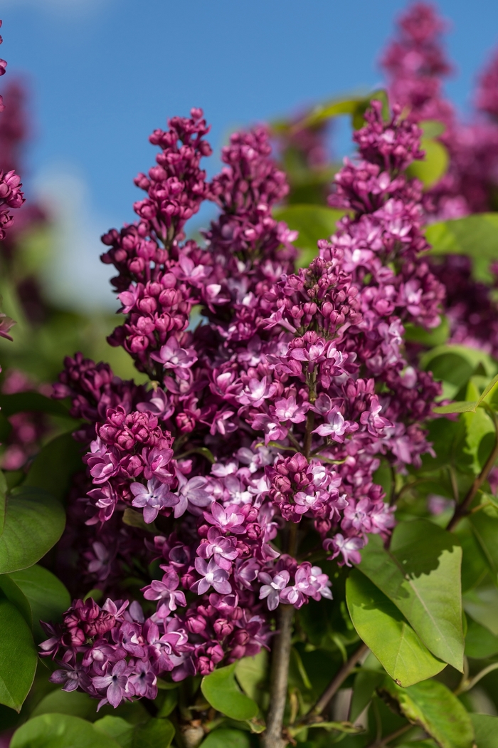 'Virtual Violet™' Lilac - Syringa from R&D Wholesale Nursery