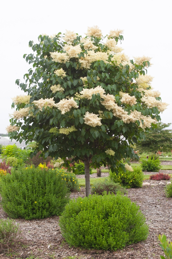 Snowdance™ Japanese Tree Lilac - Syringa reticulata from R&D Wholesale Nursery