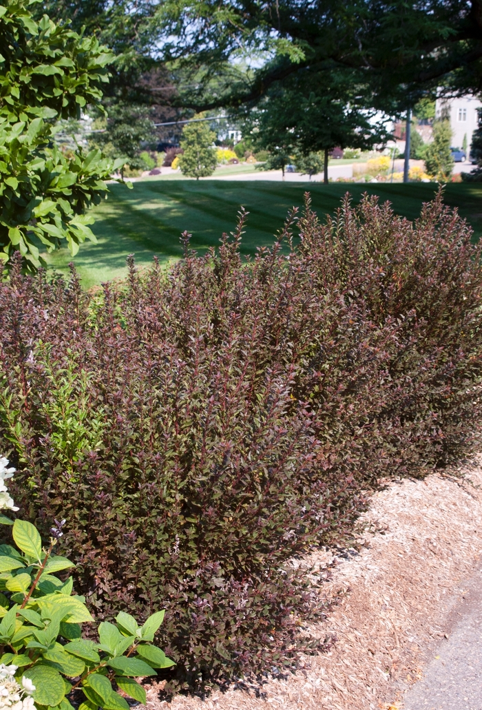 'Little Devil&trade;' Ninebark - Physocarpus opulifolius from R&D Wholesale Nursery