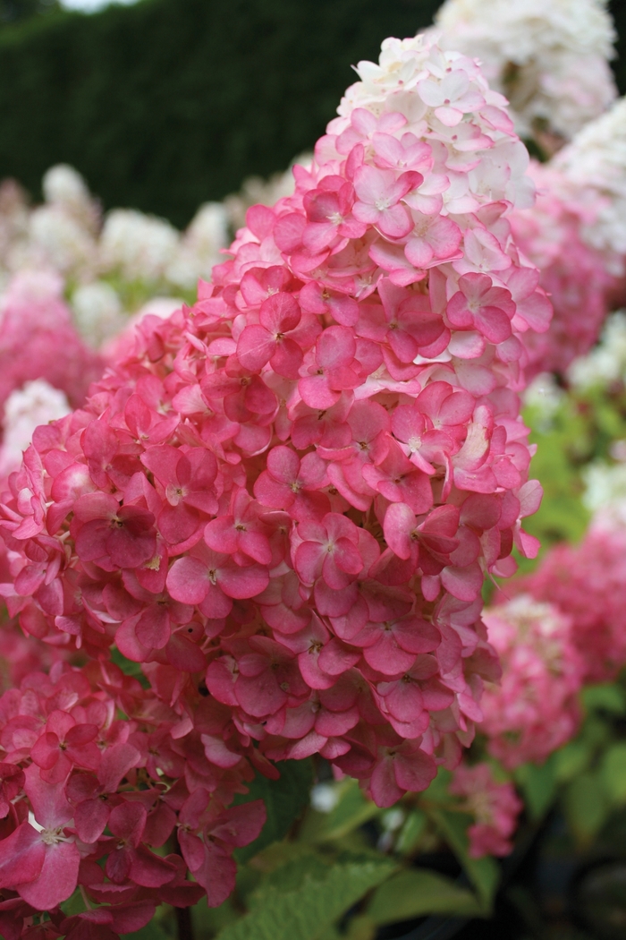 Vanilla Strawberry™ Hydrangea - Hydrangea paniculata Renhy from R&D Wholesale Nursery