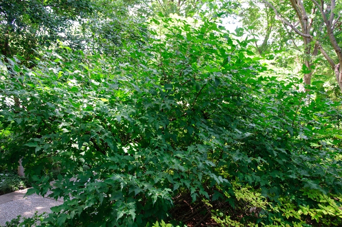 Flame Amur Maple - Acer ginnala 'Flame' from R&D Wholesale Nursery