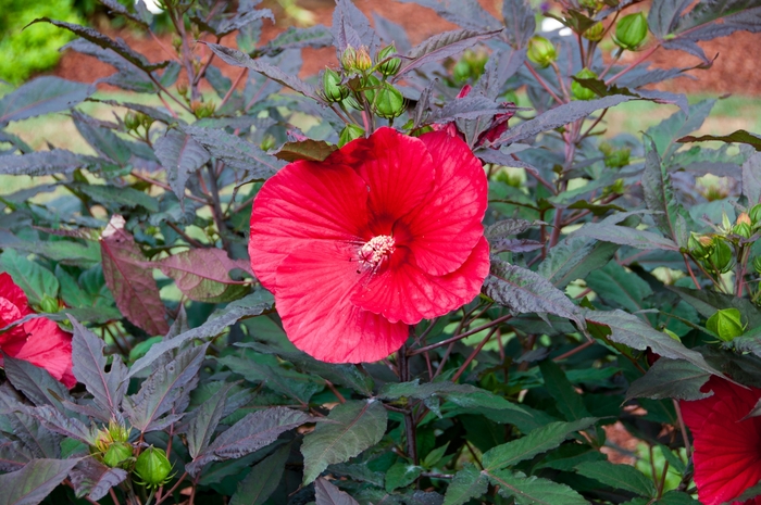 Midnight Marvel Rose Mallow - Hibiscus 'Midnight Marvel' from R&D Wholesale Nursery