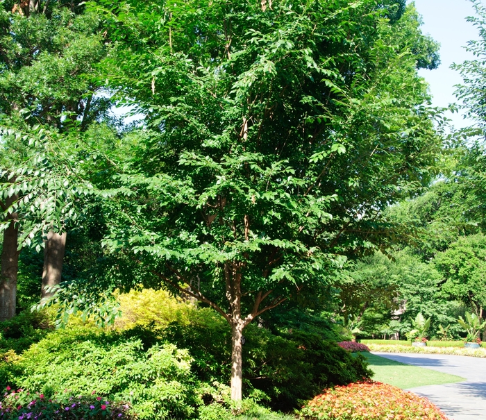 Triumph&reg; Elm - Ulmus 'Morton Glossy' from R&D Wholesale Nursery
