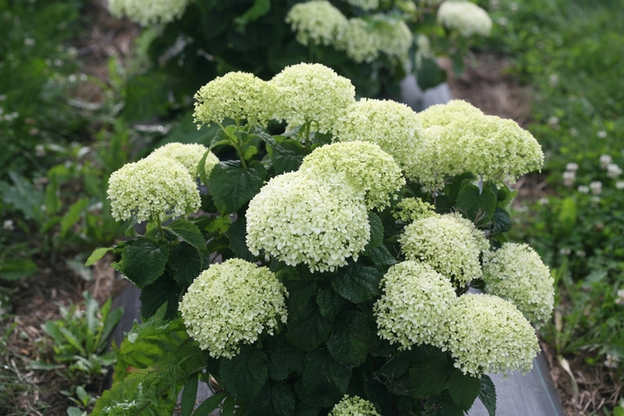 Smooth Hydrangea - Hydrangea arborescens from R&D Wholesale Nursery