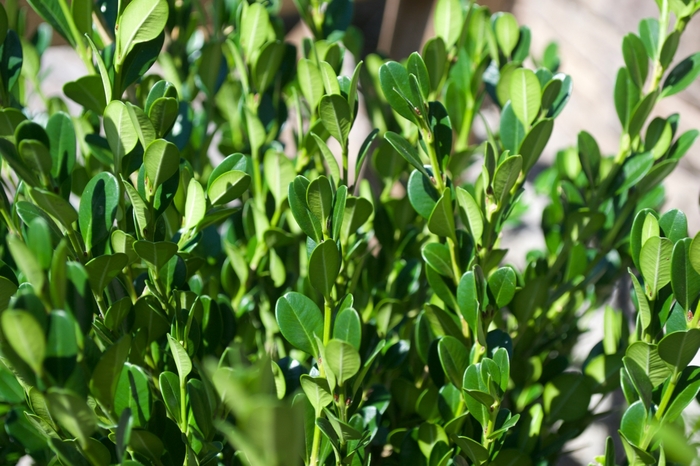 Winter Gem Boxwood - Buxus microphylla var. japonica 'Winter Gem' from R&D Wholesale Nursery