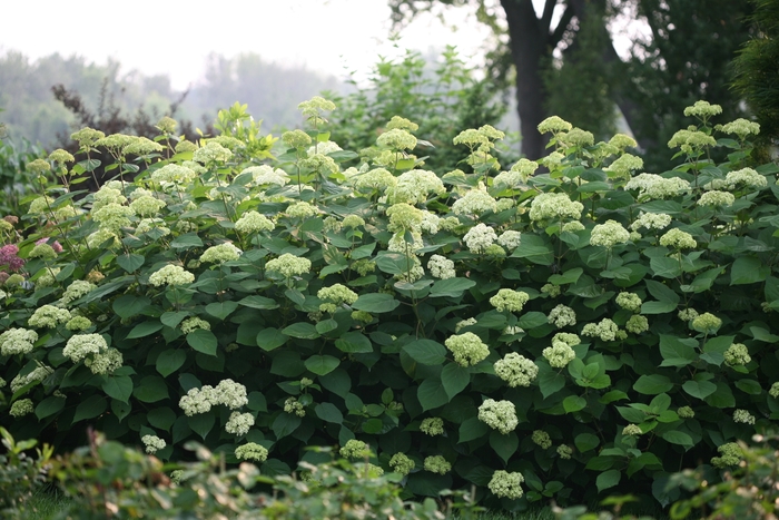 'Lime Rickey®' Smooth Hydrangea - Hydrangea arborescens from R&D Wholesale Nursery