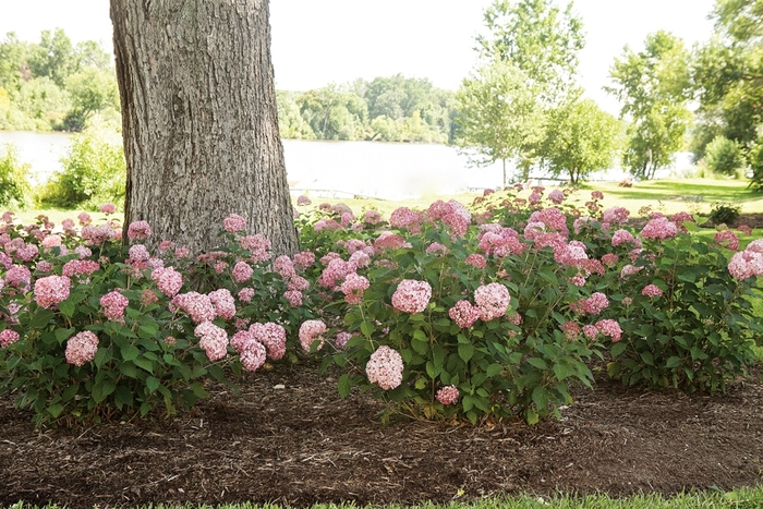 Invincibelle® 'Spirit II' - Hydrangea arborescens (Smooth Hydrangea) from R&D Wholesale Nursery