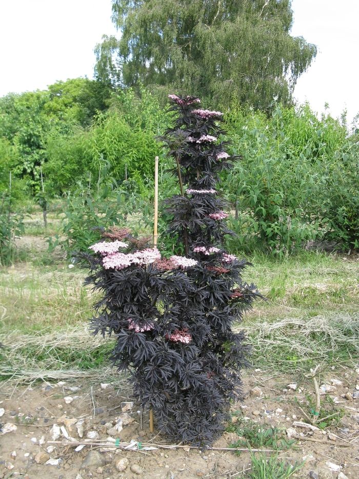 Laced Up&reg; - Sambucus nigra from R&D Wholesale Nursery