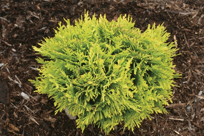 'Anna's Magic Ball®' - Thuja occidentalis (Arborvitae) from R&D Wholesale Nursery