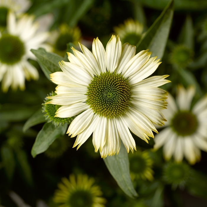 Prairie Splendor&trade; 'Compact White' - Echinacea purpurea (Coneflower) from R&D Wholesale Nursery