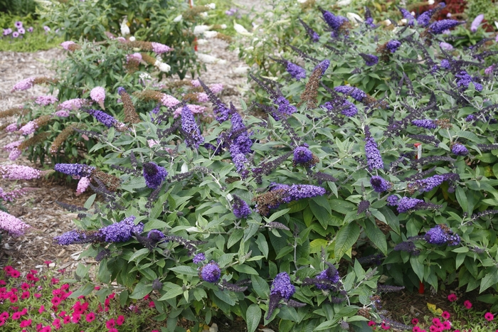 'Pugster Blue&reg;' - Buddleia (Butterfly Bush) from R&D Wholesale Nursery