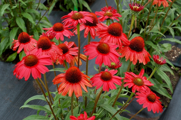 Kismet&reg; 'Red' - Echinacea (Coneflower) from R&D Wholesale Nursery
