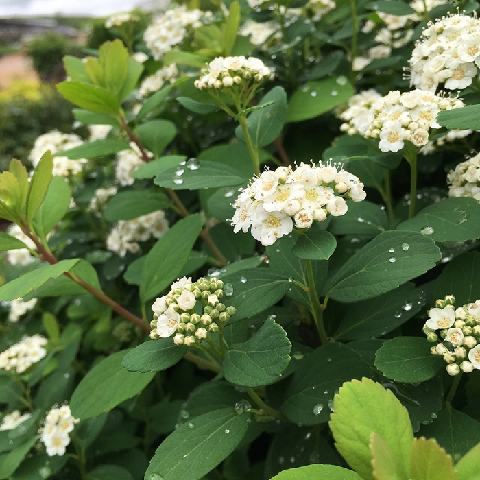 Tor Spirea - Spiraea betulifolia Tor from R&D Wholesale Nursery