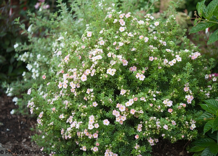 Happy Face® Pink Paradise - Potentilla fruticosa 'Kupinpa' PP22732 (Potentilla) from R&D Wholesale Nursery