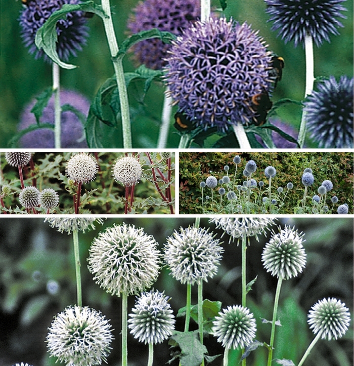 'Multiple Varieties' Globe Thistle - Echinops from R&D Wholesale Nursery