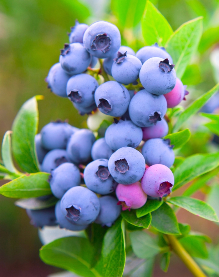 'Razz' Blueberry - Vaccinium angustifolium from R&D Wholesale Nursery