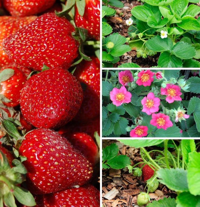 Assorted Strawberry - Fragaria from R&D Wholesale Nursery