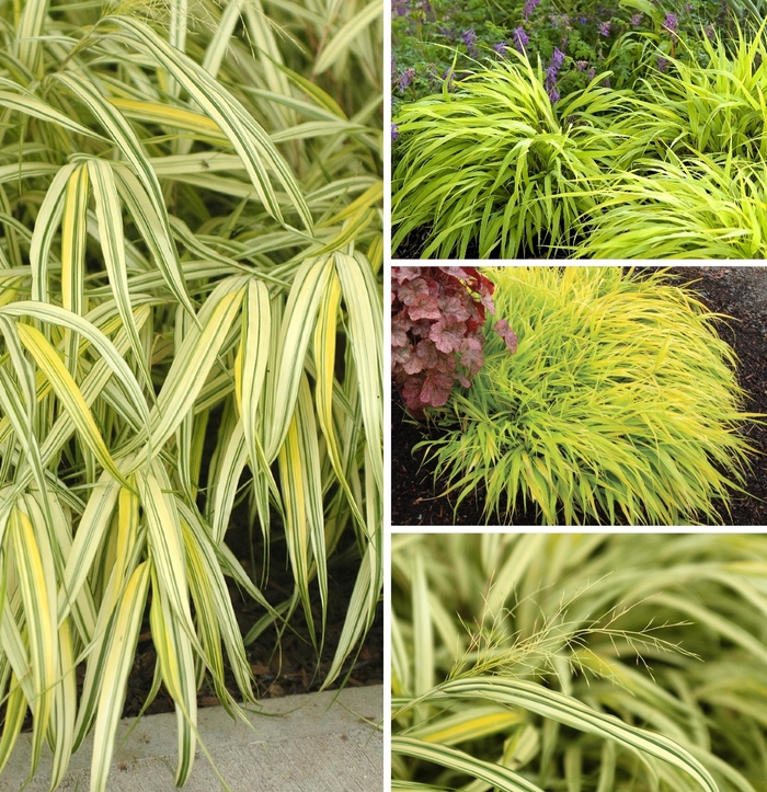 Multiple Varieties Japanese Forest Grass - Hakonechloa from R&D Wholesale Nursery