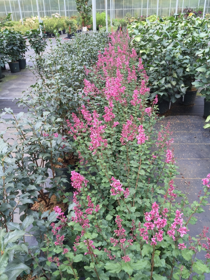 Bloomerang&reg; Dwarf Pink - Syringa x from R&D Wholesale Nursery