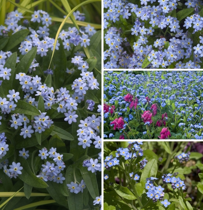 Assorted Forget-Me-Not - Myosotis from R&D Wholesale Nursery